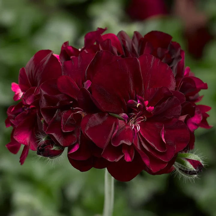 Dark Burgundy Geranium Flower Seeds for Planting – Heirloom, Non-GMO, High Germination Organic Garden Seeds