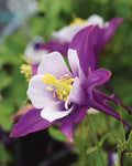 Purple Columbines Flower Seeds for Planting – Heirloom, Non-GMO, High Germination Garden Seeds