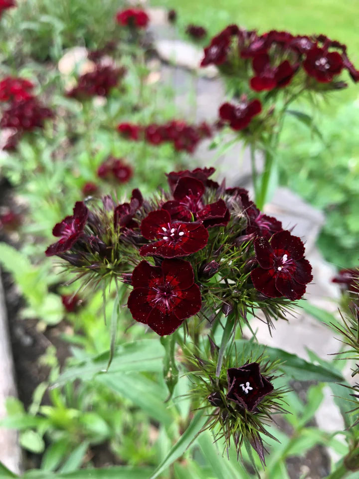 Black William Flower Seeds for Planting – Heirloom, Non-GMO, High Germination Garden Seeds