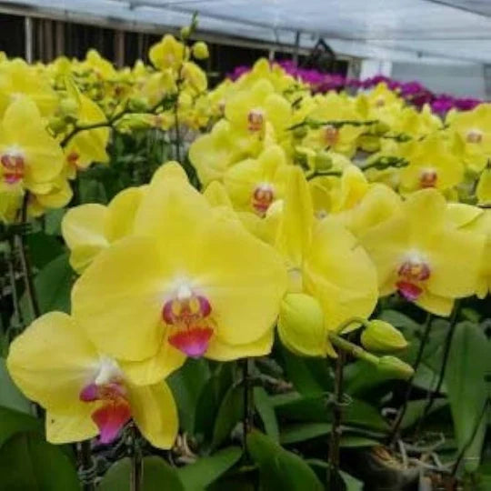 Yellow Phalaenopsis Orchid Flower Seeds for Planting – Heirloom, Non-GMO, Fragrant Organic Garden Seeds