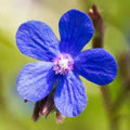 Blue Anchusa Flower Seeds for Planting – Perfect for Borders, Heirloom, Non-GMO, High Germination Organic Garden Seeds