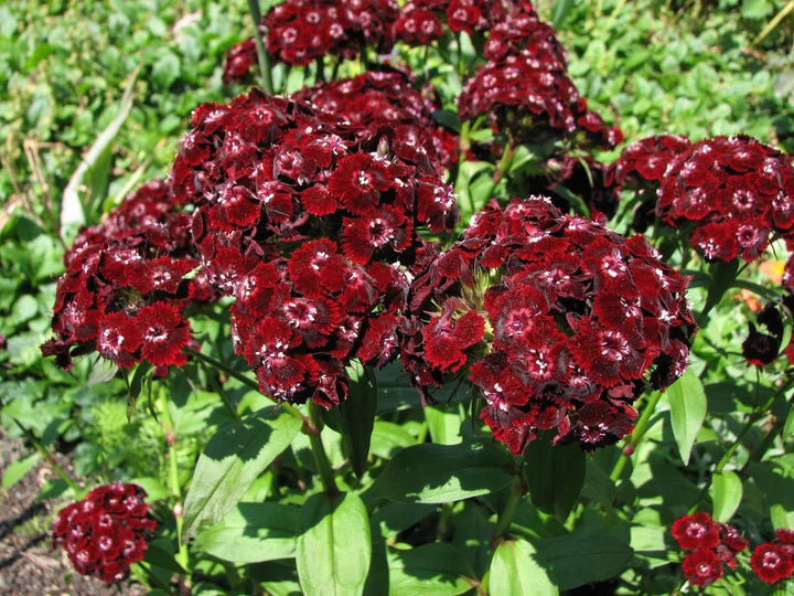 Black William Flower Seeds for Planting – Heirloom, Non-GMO, High Germination Garden Seeds