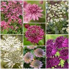 Flower Seeds, Seeds,Seeds For Planting,Plant Seeds