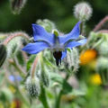 Borage Seeds for Planting – Organic, Heirloom, Non-GMO Herb & Edible Flower Seeds for Pollinator and Culinary Gardens