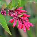 Pink Cestrum Elegans Flower Seeds for Planting – Heirloom, Non-GMO, High Germination Garden Seeds