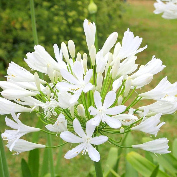 Flower Seeds, Seeds,Seeds For Planting,Plant Seeds