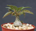 Dorstenia Lavrano Seeds – Heirloom, Non-GMO, Low Maintenance