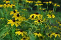 Yellow Rudbeckia Triloba Seeds – Heirloom, Non-GMO, Hardy Variety