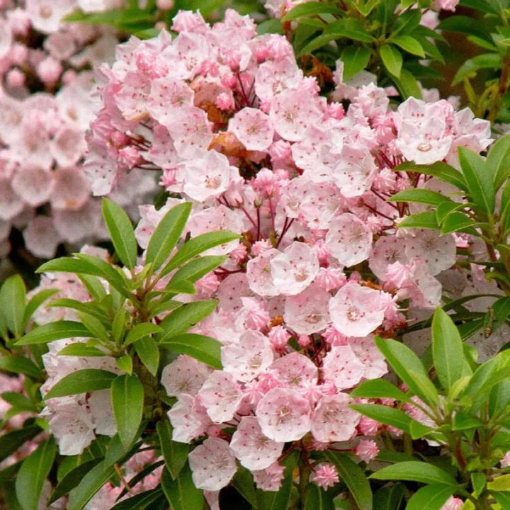 Laurel Bush Flower Seeds for Planting – Heirloom, Non-GMO, High Germination Garden Seeds