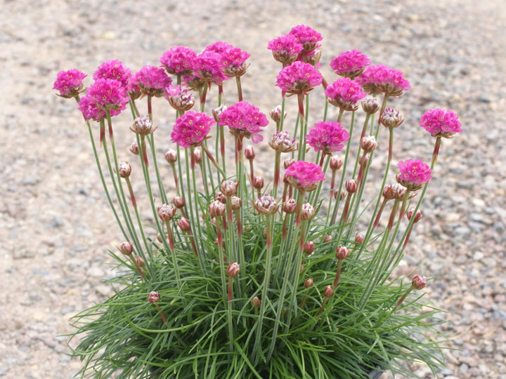 Pink Thrift Joystick Flower Seeds for Planting – Heirloom, Non-GMO, High Germination Organic Garden Seeds