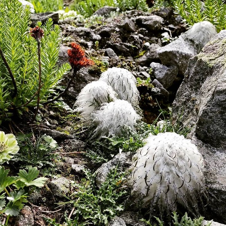 Flower Seeds, Seeds,Seeds For Planting,Plant Seeds