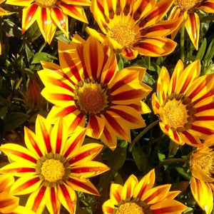 Flower Seeds, Seeds,Seeds For Planting,Plant Seeds