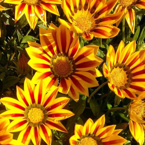 Flower Seeds, Seeds,Seeds For Planting,Plant Seeds