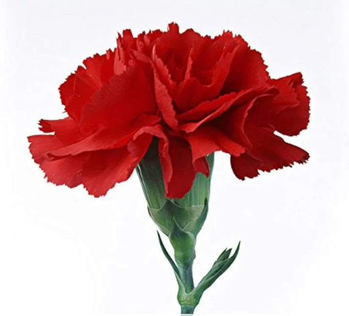 Red Futaba Crape Flower Seeds for Planting – Pollinator Friendly, Heirloom, Non-GMO, High Germination Organic Garden Seeds