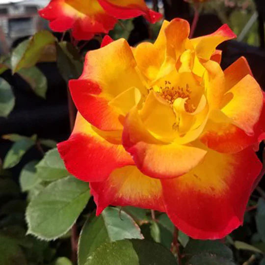 Orange Yellow Rose Flower Seeds for Planting – Heirloom, Non-GMO, High Germination Garden Seeds
