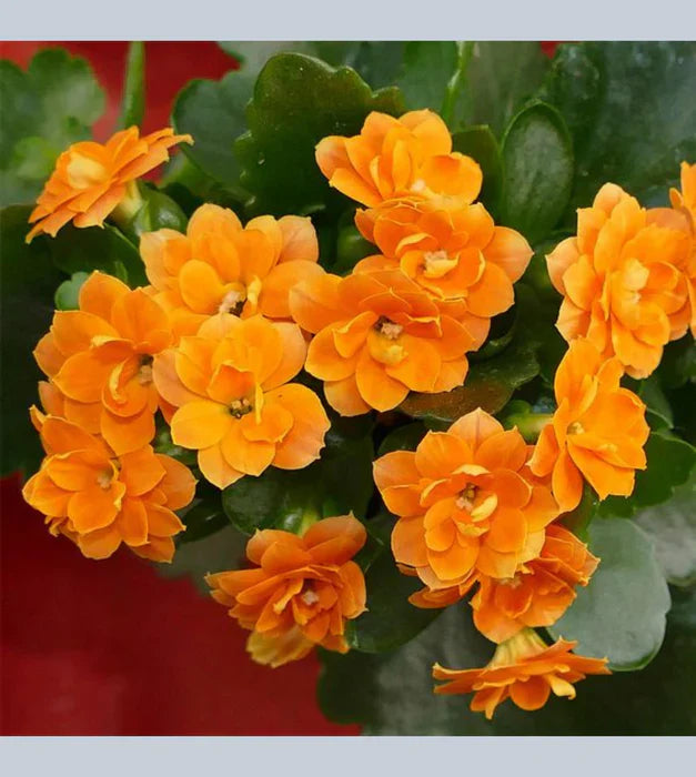 Orange Kalanchoe Flower Seeds for Planting – Heirloom, Non-GMO, Hardy Garden Seeds