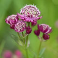 Purple Astrantia Flower Seeds for Planting – Shade Tolerant, Heirloom, Non-GMO, High Germination Organic Garden Seeds