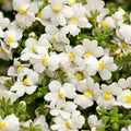 White Nemesia Strumosa Flower Seeds for Planting – Heirloom, Non-GMO, High Germination Organic Garden Seeds