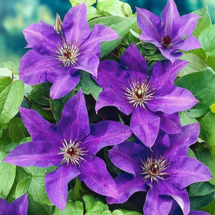 Lavender Clematis Flower Seeds for Planting – Easy-to-Grow Heirloom, Non-GMO, High Germination Garden Seeds