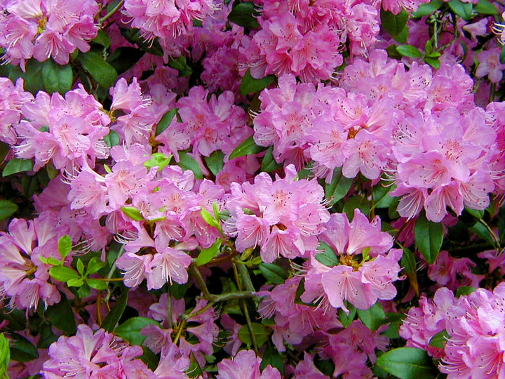 Flower Seeds, Seeds,Seeds For Planting,Plant Seeds