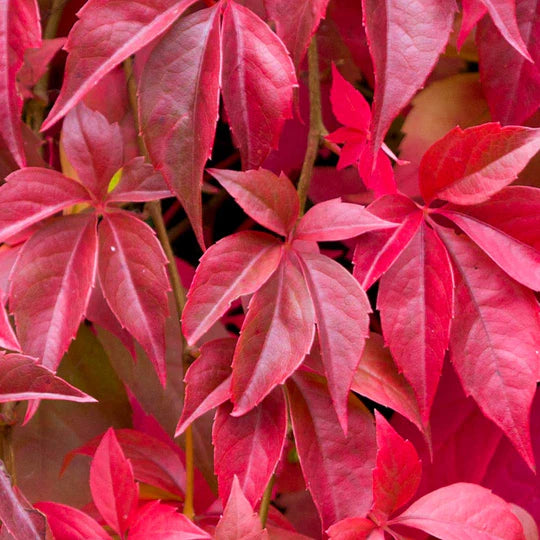 Parthenocissus Flower Seeds for Planting – Pollinator Friendly, Heirloom, Non-GMO, High Germination Organic Garden Seeds