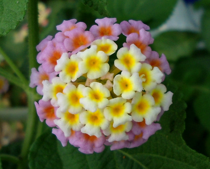 Lantana Flower Seeds for Planting – Heirloom, Non-GMO, High Germination, Pollinator Friendly