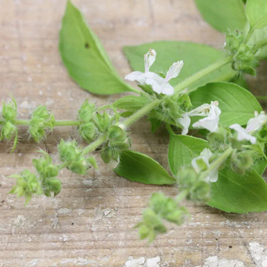 Lamiaceae Flower Seeds for Planting – Heirloom, Non-GMO, High Germination, Organic Garden Seeds