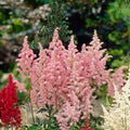 Astilbe Flower Seeds for Planting – Heirloom, Non-GMO, High Germination Organic Garden Seeds