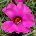 Purple Portulaca Flower Seeds for Planting – Heirloom, Non-GMO, High Germination Compact Garden Seeds