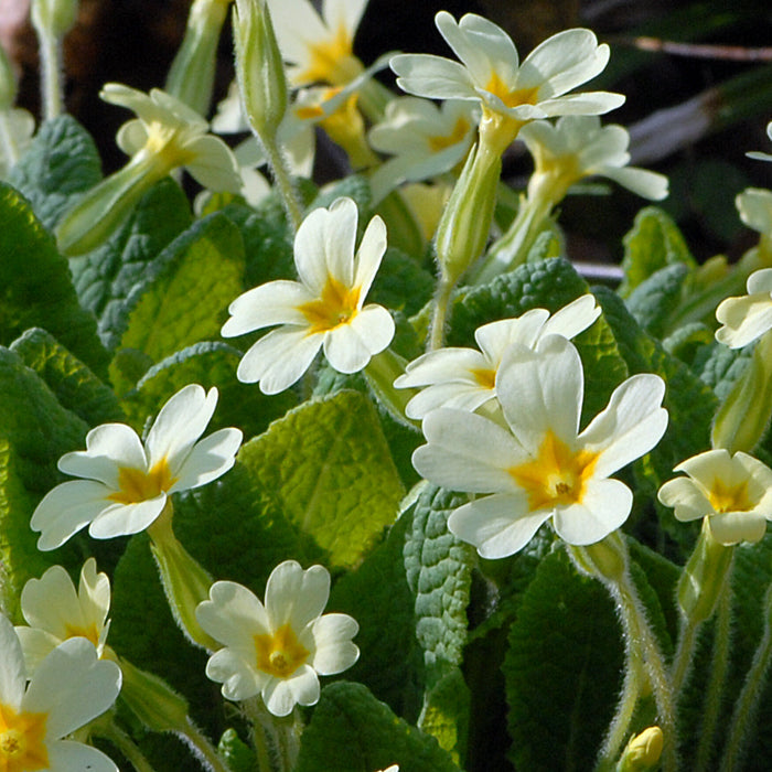 Flower Seeds, Seeds,Seeds For Planting,Plant Seeds