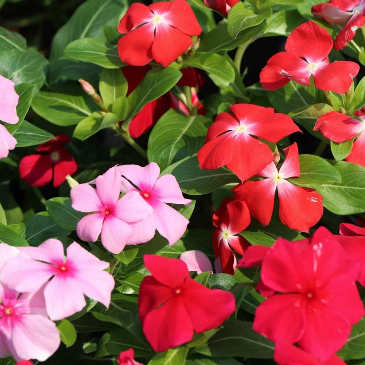 Flower Seeds, Seeds,Seeds For Planting,Plant Seeds