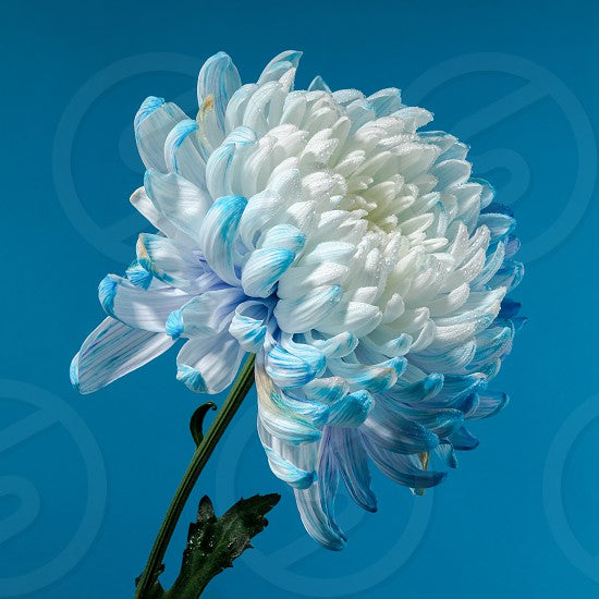 Flower Seeds, Seeds,Seeds For Planting,Plant Seeds