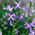 Mathiola Longipetala Seeds – Heirloom, Non-GMO, Bright Blooms