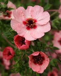 Pink Potentilla Nepalensis Flower Seeds for Planting – Heirloom, Non-GMO, High Germination Organic Garden Seeds