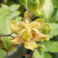 Green Brown Tricyrtis Flower Seeds for Planting – Heirloom, Non-GMO, High Germination Garden Seeds