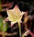 Gladiolus Tristis Flower Seeds for Planting – Colorful Display, Heirloom, Non-GMO, High Germination Organic Garden Seeds