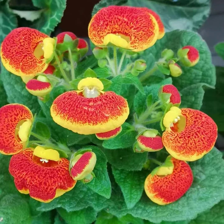 Calceolarias Flower Seeds for Planting – Heirloom, Non-GMO, High Germination Organic Garden Seeds