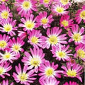 Pink Blanda Star Flower Seeds for Planting – Heirloom, Non-GMO, High Germination Organic Garden Seeds