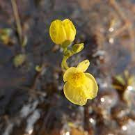 Flower Seeds, Seeds,Seeds For Planting,Plant Seeds