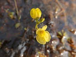 Flower Seeds, Seeds,Seeds For Planting,Plant Seeds