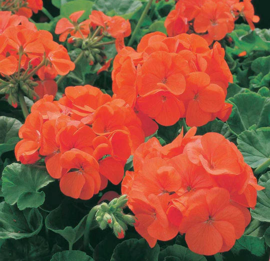 Orange Geranium Flower Seeds for Planting – Heirloom, Non-GMO, High Germination Organic Garden Seeds