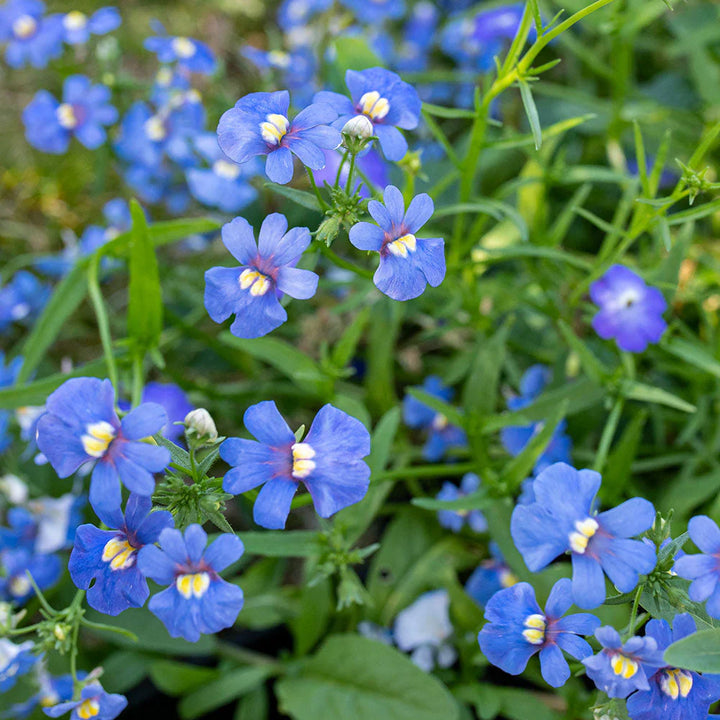Flower Seeds, Seeds,Seeds For Planting,Plant Seeds