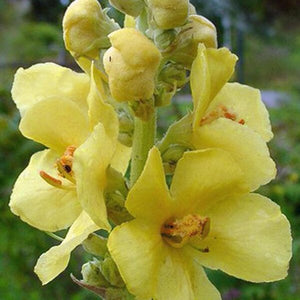 Flower Seeds, Seeds,Seeds For Planting,Plant Seeds