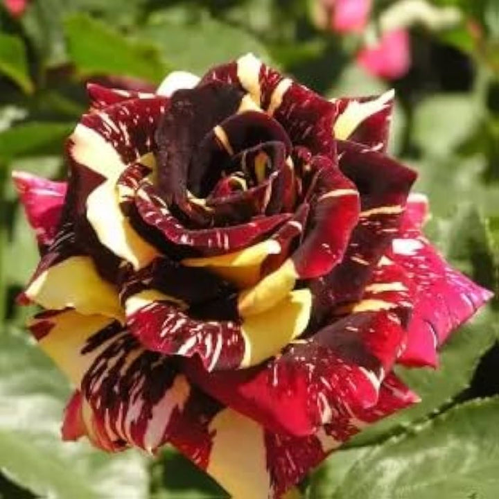 Flower Seeds, Seeds,Seeds For Planting,Plant Seeds