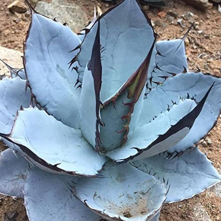 Flower Seeds, Seeds,Seeds For Planting,Plant Seeds