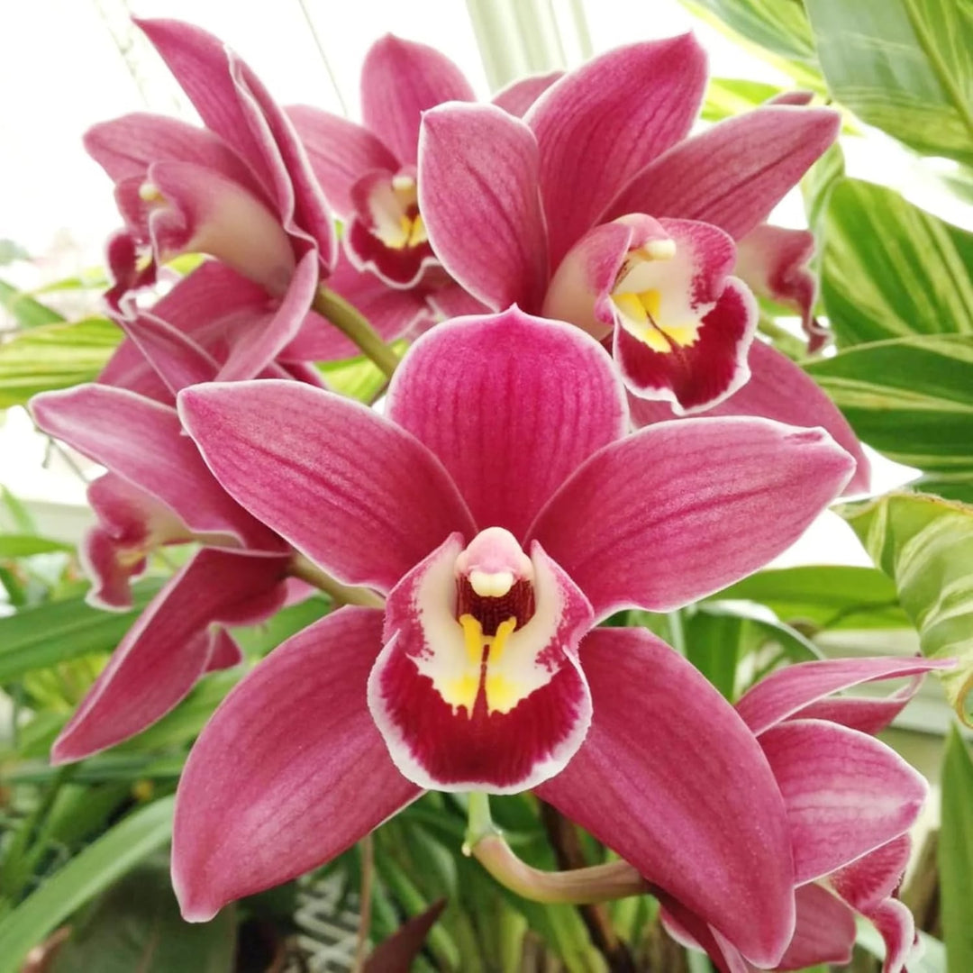 Rose Cymbidium Maxillaria Flower Seeds for Planting – Heirloom, Non-GMO, Bright Blooms, High Germination