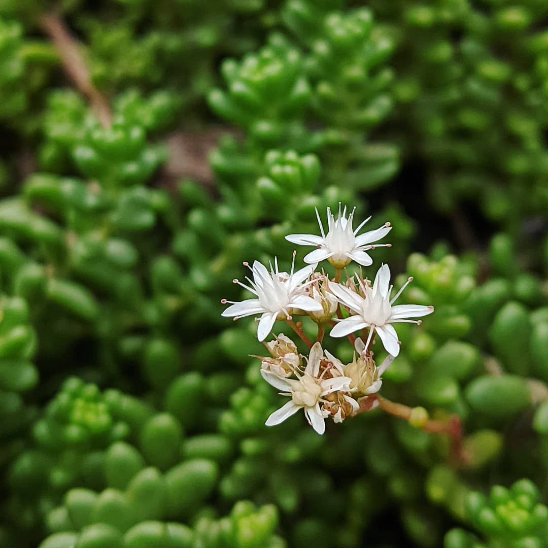 Flower Seeds, Seeds,Seeds For Planting,Plant Seeds