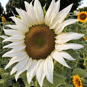 Flower Seeds, Seeds,Seeds For Planting,Plant Seeds
