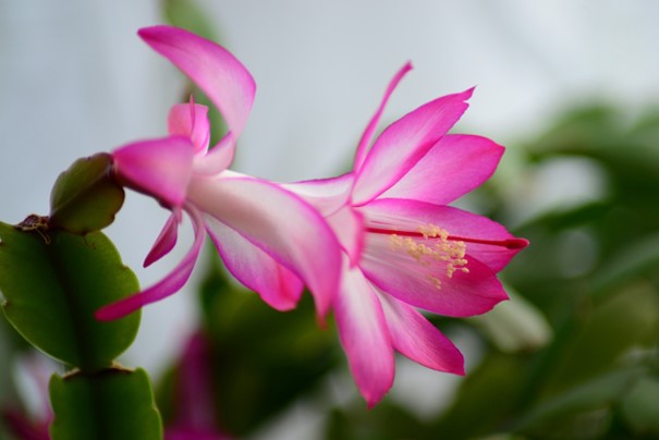 Pink Schlumbergera Flower Seeds for Planting – Heirloom, Non-GMO, High Germination Organic Garden Seeds