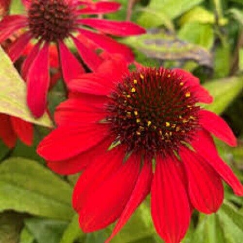 Flower Seeds, Seeds,Seeds For Planting,Plant Seeds